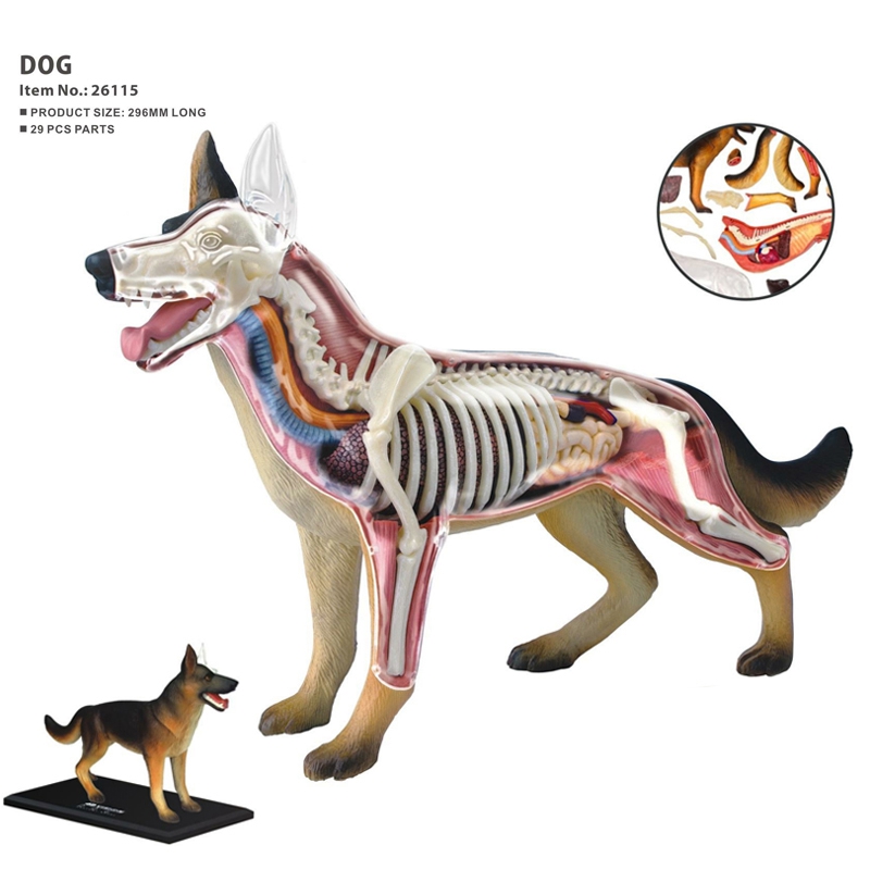 Animal Organ Anatomy Model 4D  - Dog Toys review and price