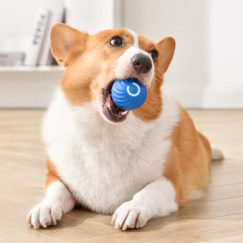 Dog Toys Intelligent Gravity J - Suction Cup Dog Tug Toy review and price
